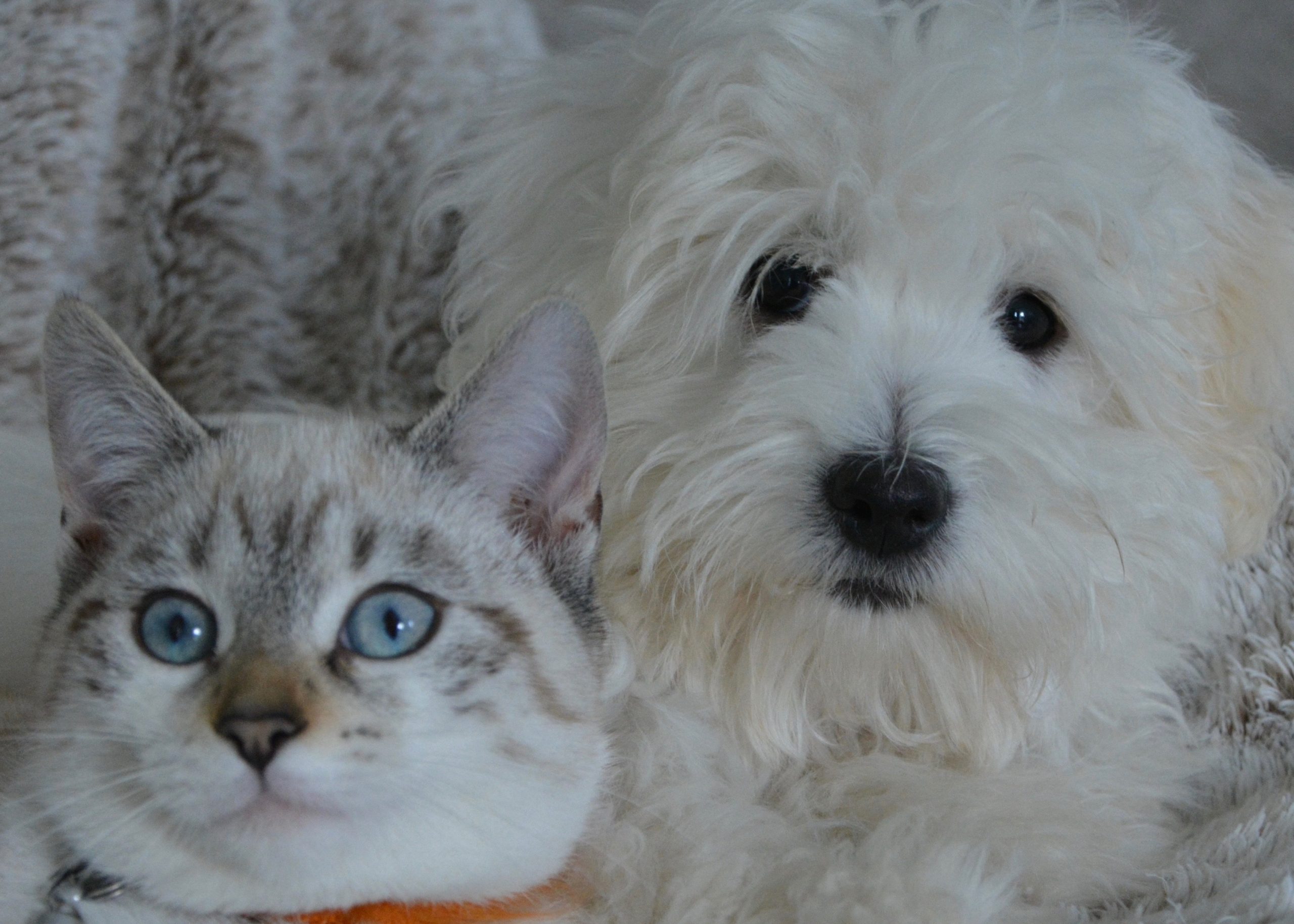 Cat Dog Edited